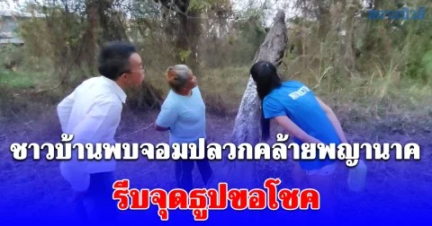 ฮือฮา! ชาวบ้านพบจอมปลวกคล้ายพญานาค รีบพาเพื่อนบ้านมาดูเชื่อมาให้เห็นแบบนี้ต้องมีโชค จุดธูปได้เลข