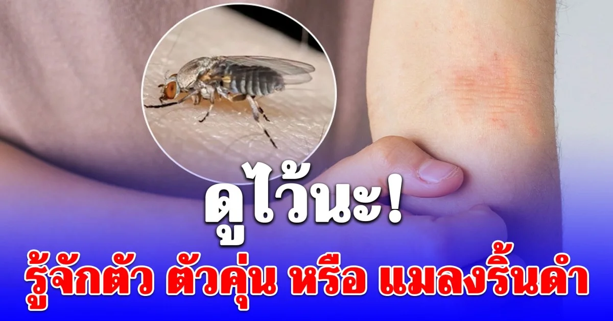 รู้จักตัว ตัวคุ่น หรือ แมลงริ้นดำ หลังเคสเศร้าชายชาวลำปางเสียชีวิต