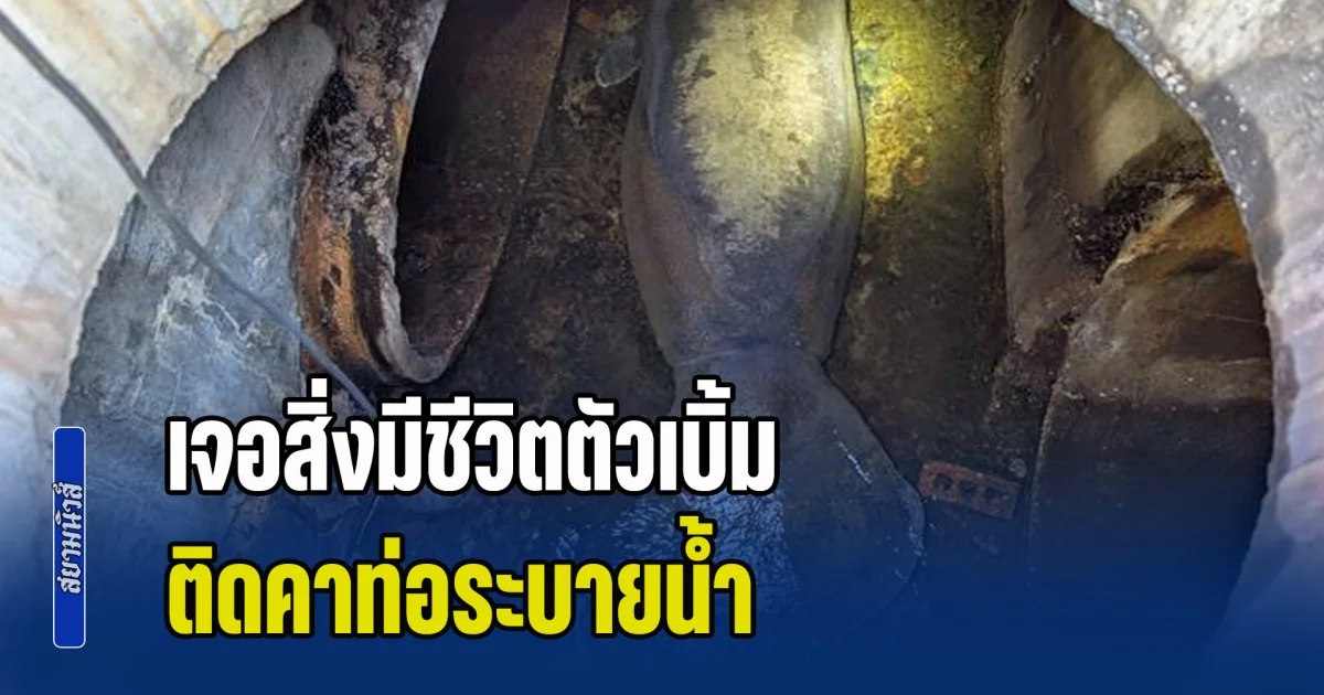 เจ้าหน้าที่อึ้ง! เจอสิ่งมีชีวิตตัวเบิ้ม หนักเกือบ 200 กก. ติดคาท่อระบายน้ำ งงมาอยู่ตรงนี้ได้ไง (ข่าว ตปท.)