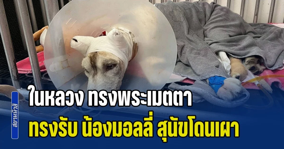 ในหลวง ทรงพระเมตตา ทรงรับ น้องมอลลี่ สุนัขไซบีเรียนโดนเผา ไว้ในพระบรมราชานุเคราะห์