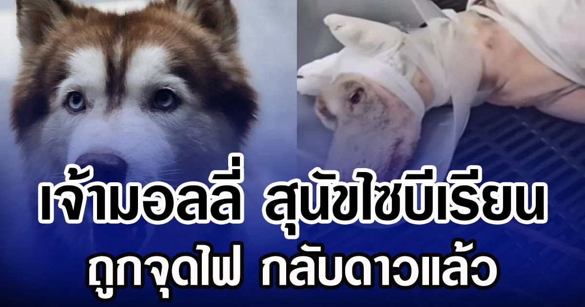 เจ้ามอลลี่ สุนัขไซบีเรียน ถูกจุดไฟ กลับดาวแล้ว