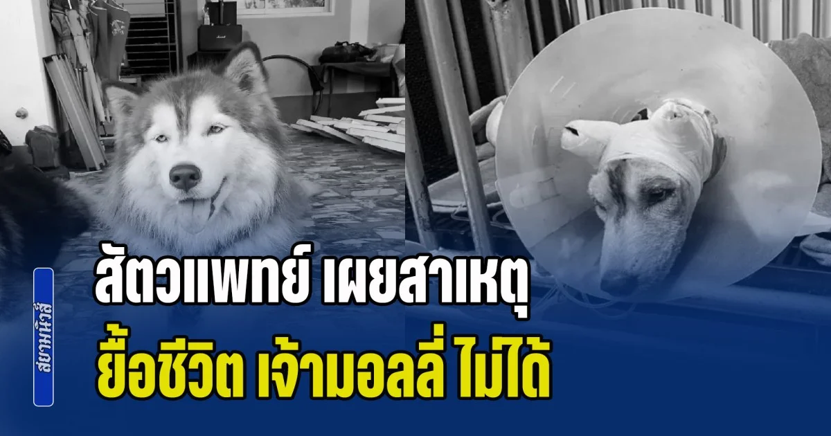 สะเทือนใจเข้าไปอีก! สัตวแพทย์ เผยสาเหตุแท้จริง ยื้อชีวิต เจ้ามอลลี่ ไม่ได้