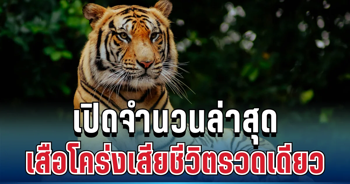 สุดช็อก! เปิดจำนวนล่าสุด เสือโคร่งเสียชีวิตต่อเนื่องในคุ้มดังเชียงใหม่