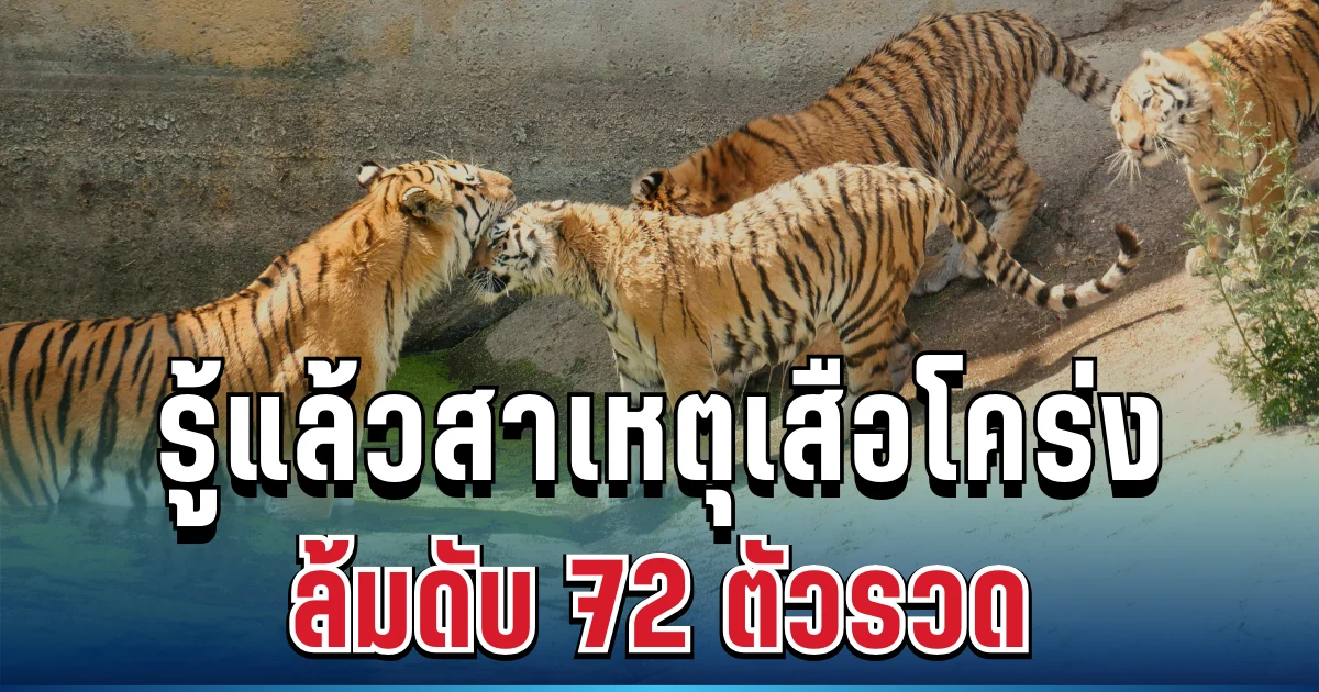 รู้แล้ว! ต้นเหตุที่แท้จริง เสือโคร่งล้มดับ 72 ตัวรวด สะเทือนวงการอนุรักษ์