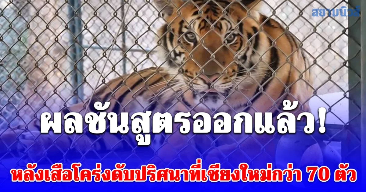 ผลชันสูตรออกแล้ว! หลังเสือโคร่งดับปริศนาที่เชียงใหม่กว่า 70 ตัว