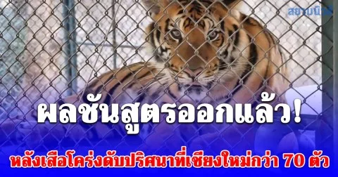 ผลชันสูตรออกแล้ว! หลังเสือโคร่งดับปริศนาที่เชียงใหม่กว่า 70 ตัว