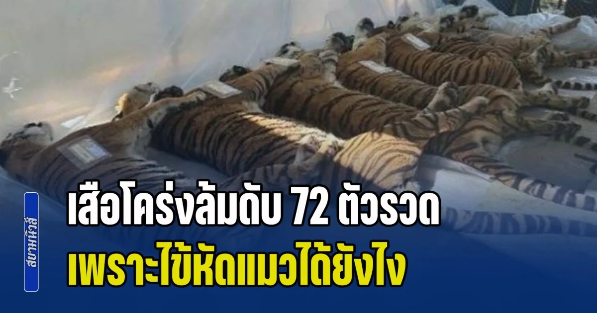 เปิดปมสงสัย เสือโคร่งล้มดับ 72 ตัวรวด เพราะไข้หัดแมวได้ยังไง ทั้งที่เป็นระบบปิด