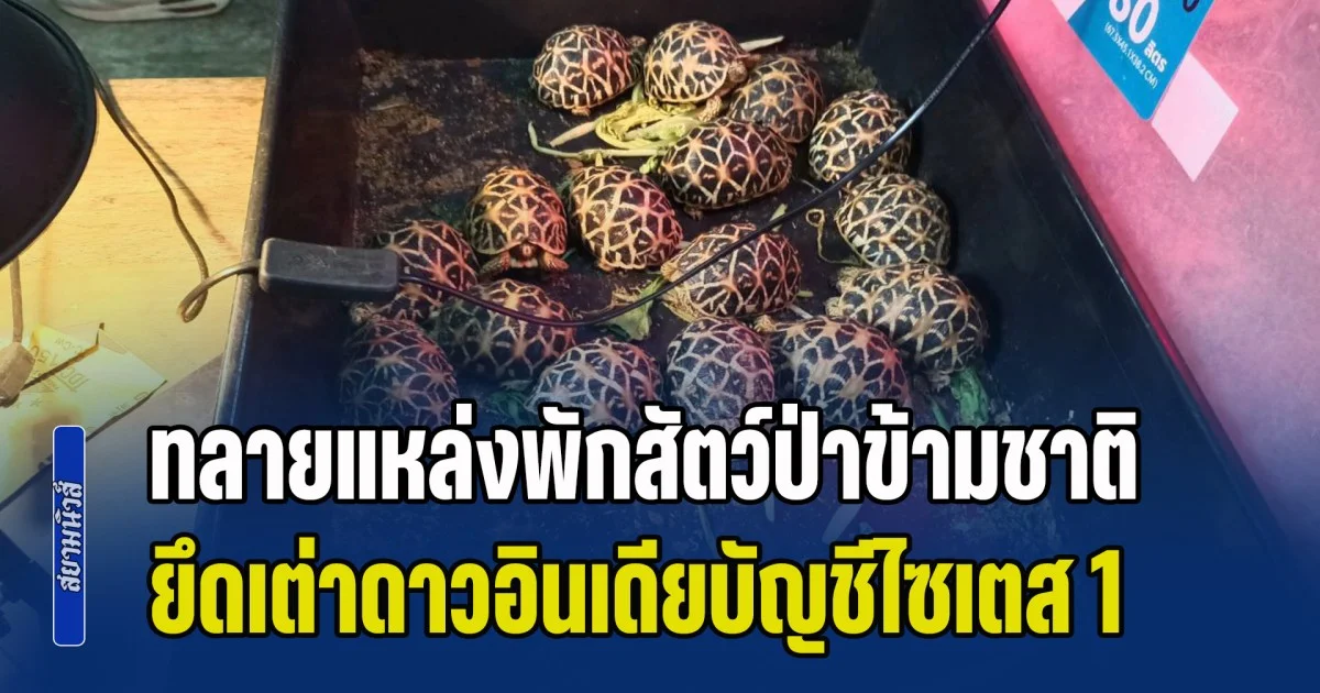 ทลายแหล่งพักสัตว์ป่าข้ามชาติ ยึดเต่าดาวอินเดียบัญชีไซเตส 1 กว่า 70 ตัว
