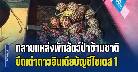 ทลายแหล่งพักสัตว์ป่าข้ามชาติ ยึดเต่าดาวอินเดียบัญชีไซเตส 1 กว่า 70 ตัว