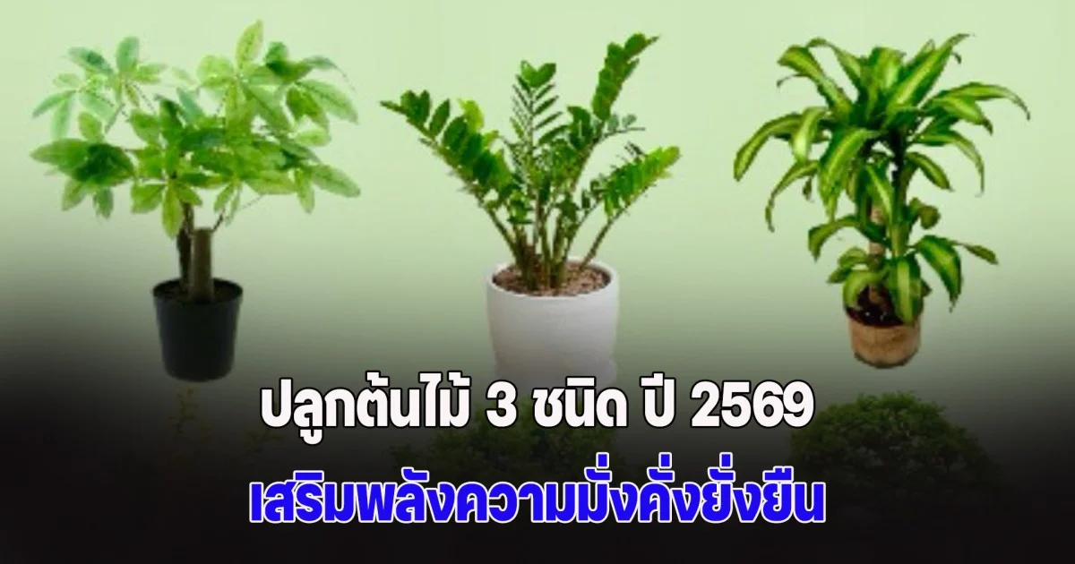 โหรฯ ดัง แนะปลูกต้นไม้ 3 ชนิด ปี 2569 เสริมพลังความมั่งคั่งยั่งยืน ปัดเป่าพลังร้าย