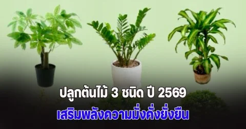 โหรฯ ดัง แนะปลูกต้นไม้ 3 ชนิด ปี 2569 เสริมพลังความมั่งคั่งยั่งยืน ปัดเป่าพลังร้าย