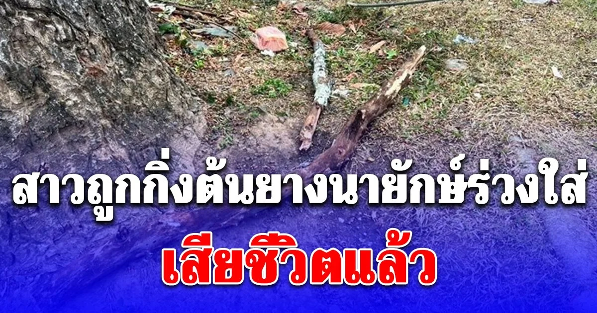 เศร้า สาวถูก กิ่งต้นยางนายักษ์ ร่วงใส่เสียชีวิตแล้ว