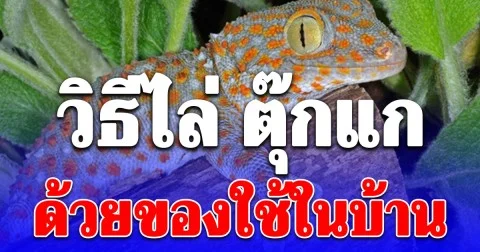 รู้งี้ทำนานแล้ว! วิธีไล่ ตุ๊กแก ด้วยของใช้ในบ้าน