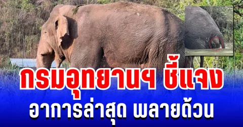 กรมอุทยานฯ ชี้แจงอาการล่าสุด พลายด้วน หลัง ปชช. จับตาอาการป่วย