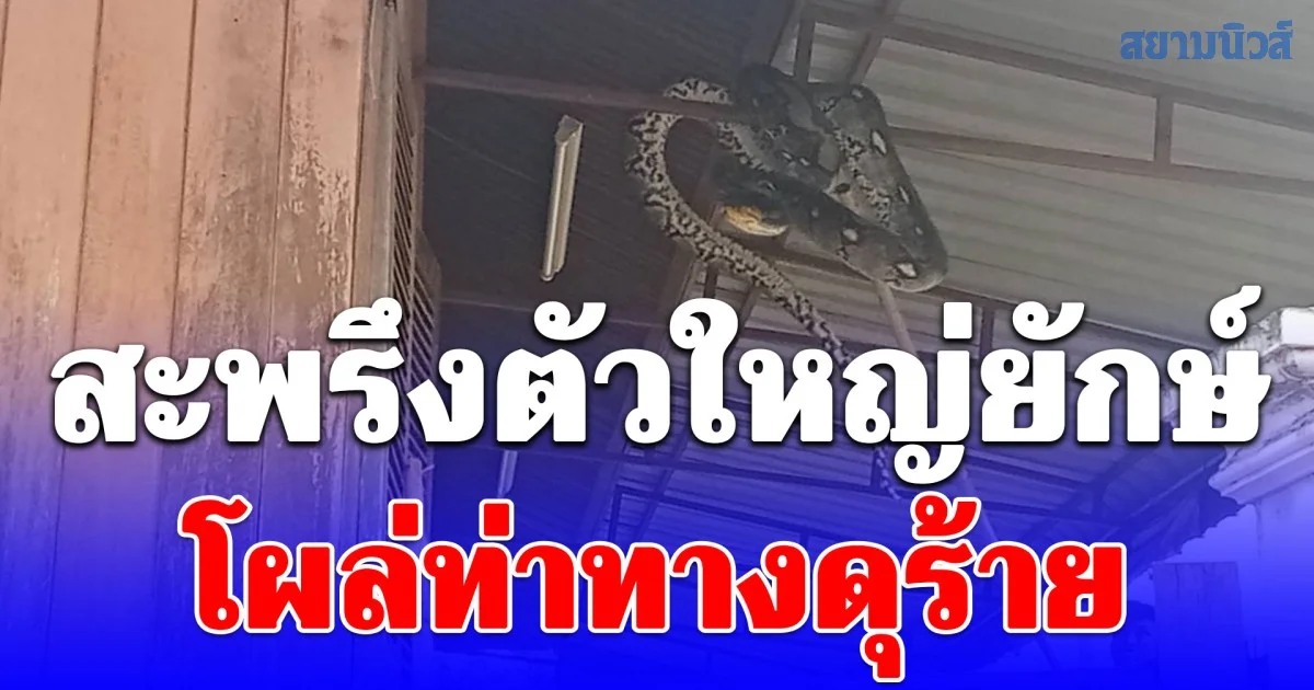 เจ้าของบ้านผงะ ออกมาดูตามเสียงแตรบีบสนั่นหน้าบ้านหลายคัน สะพรึงงูเหลือมตัวใหญ่ยักษ์โผล่