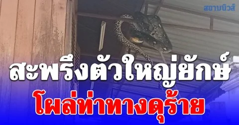 เจ้าของบ้านผงะ ออกมาดูตามเสียงแตรบีบสนั่นหน้าบ้านหลายคัน สะพรึงงูเหลือมตัวใหญ่ยักษ์โผล่