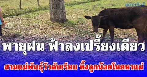 พายุฝน ฟ้าลงเปรี้ยงเดียว สามแม่พันธุ์วัวดับเรียบ ทิ้งลูกน้อยโหยหาแม่