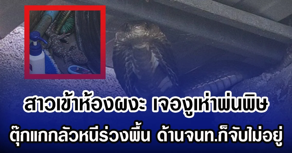 สาวเข้าห้องผงะ เจองูเห่าพ่นพิษแผ่แม่เบี้ย ตุ๊กแกกลัวหนีร่วงพื้น ด้านจนท.ก็จับไม่อยู่