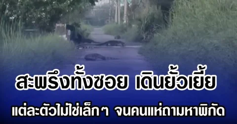 สะพรึงทั้งซอย เดินยั้วเยี้ย แต่ละตัวไม่ใช่เล็กๆ จนคนแห่ถามหาพิกัด