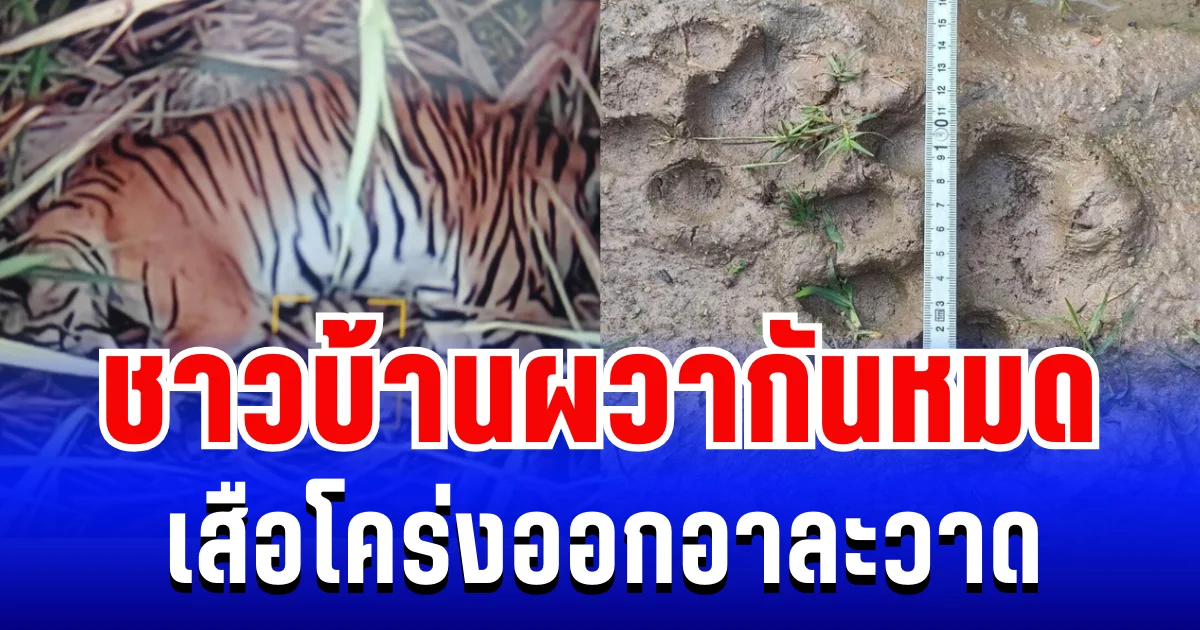ผวากันหมด! เสือโคร่งแม่วงก์ ออกอาละวาด บุกหมู่บ้านขย้ำแม่หมู จนท.เร่งติดตาม