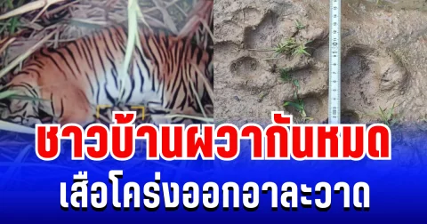 ผวากันหมด! เสือโคร่งแม่วงก์ ออกอาละวาด บุกหมู่บ้านขย้ำแม่หมู จนท.เร่งติดตาม