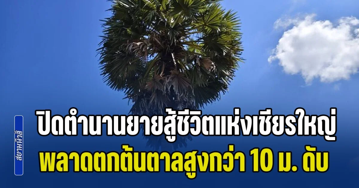 ปิดตำนานยายสู้ชีวิตแห่งเชียรใหญ่ พลาดตกต้นตาลสูงกว่า 10 ม. ดับคาที่ ญาติเผยแกทำมานาน แม้สังขารไม่เอื้อ