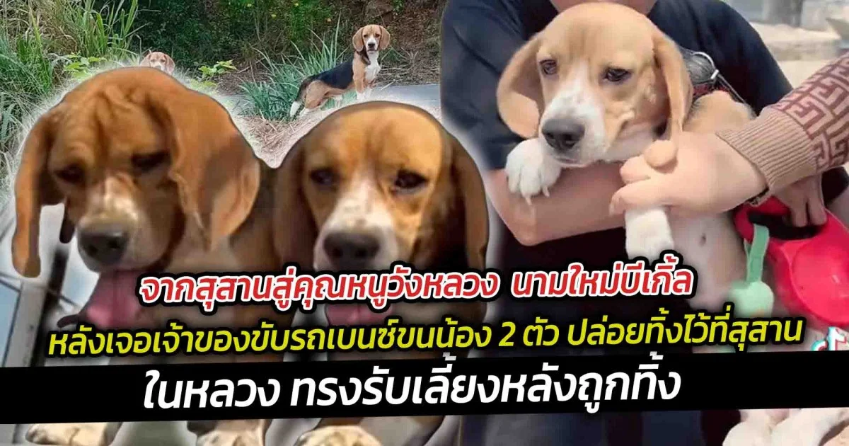 จากสุสานสู่คุณหนูวังหลวง  นามใหม่บีเกิ้ลถูกทิ้ง หลังเจอเจ้าของขับรถเบนซ์ขนน้อง 2 ตัว เอามาปล่อยทิ้งไว้  ในหลวงทรงรับเลี้ยง