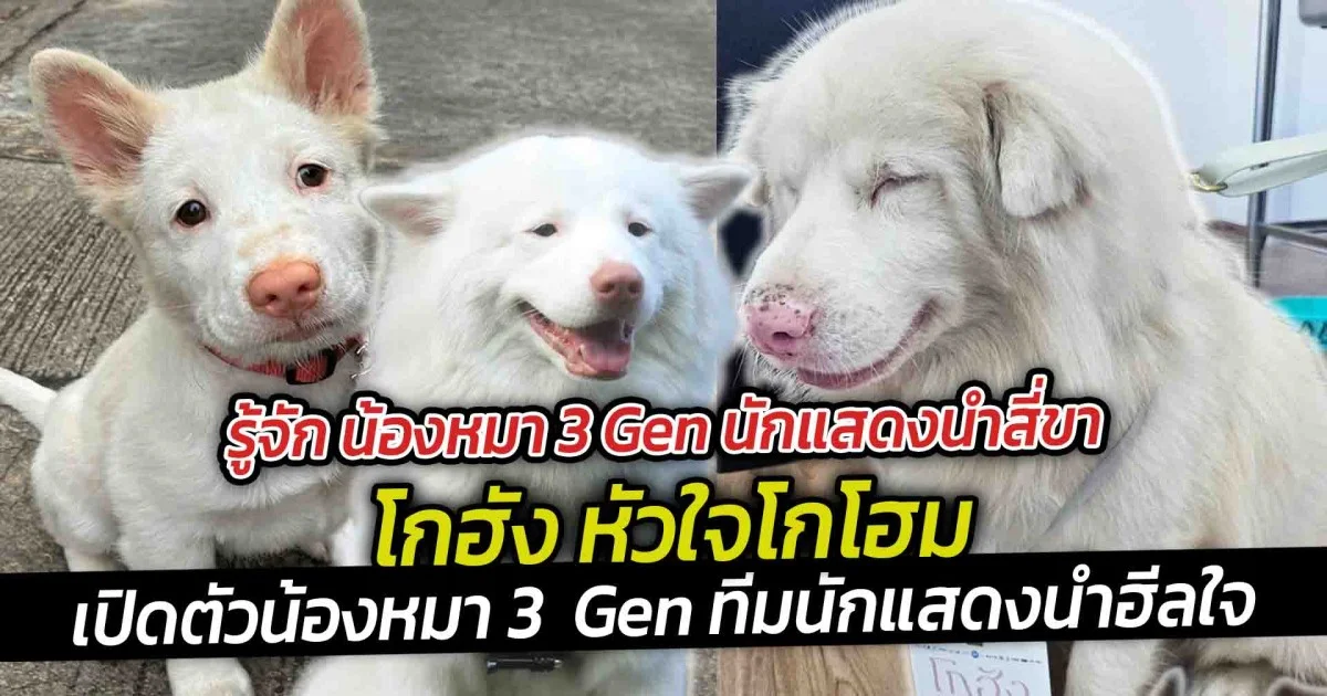 รู้จัก น้องหมา 3 Gen นักแสดงนำสี่ขา โกฮัง หัวใจโกโฮม