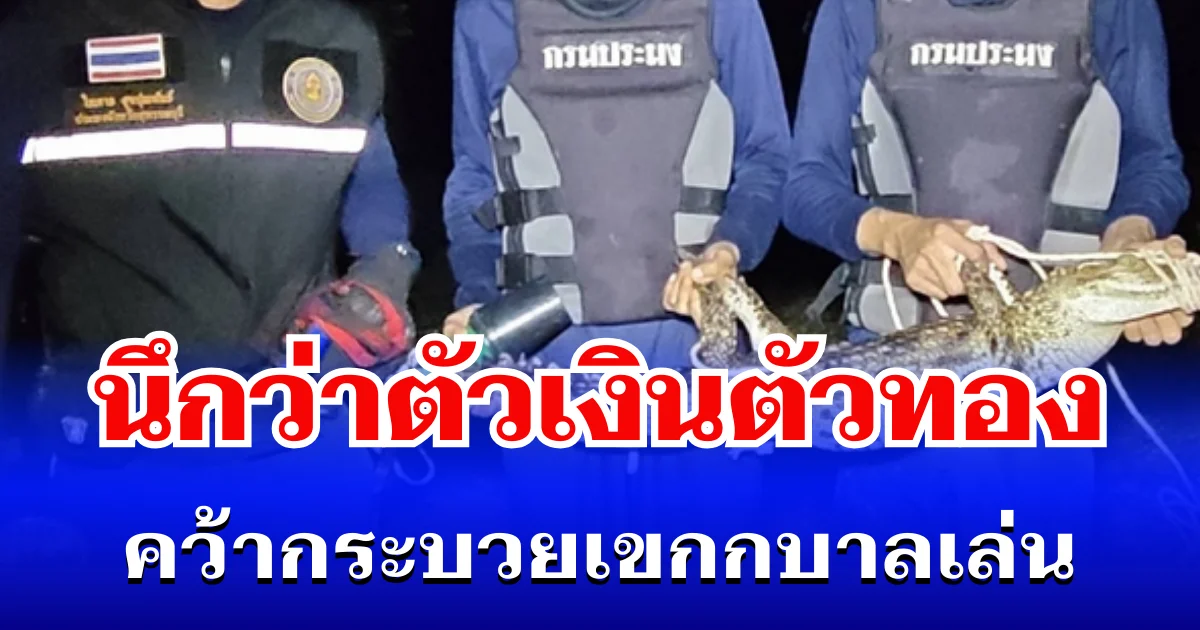 เสียวสันหลังวาบ! ยายวัย 69 เข้าใจผิดนึกว่าตัวเงินตัวทอง นั่งเคาะหัวเล่น ก่อนรู้ความจริงสุดระทึก