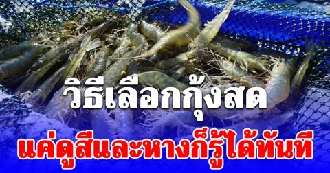 จำไว้ใช้ได้ตลอดชีวิต วิธีเลือกกุ้งสด แค่ดูสีและหางก็รู้ได้ทันที