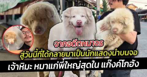 จากอดีตหมาจร สู่วันนี้ที่ได้กลายมาเป็นนักแสดงนำบนจอ สำหรับ เจ้าหิมะ หมาแก่พี่ใหญ่สุดใน แก๊งค์โกฮัง