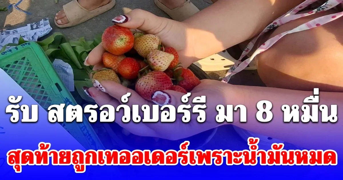 น้ำตาตกใน! พ่อค้ารับ สตรอว์เบอร์รี มา 8 หมื่น รถเกิดน้ำมันหมด สุดท้ายถูกยกเลิกออเดอร์