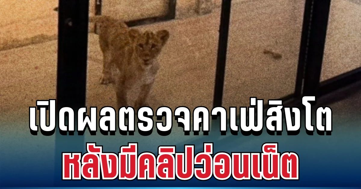 ชัดเจน! กรมอุทยานฯ บุกคาเฟ่สิงโต หลังคลิปว่อน เปิดผลตรวจจริงชาวเน็ตถึงกับตะลึง