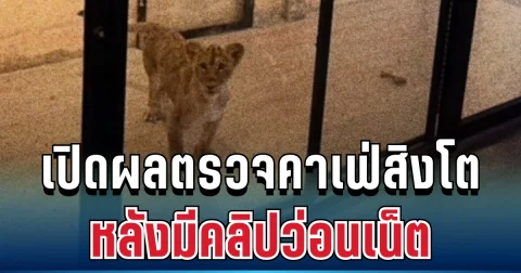 ชัดเจน! กรมอุทยานฯ บุกคาเฟ่สิงโต หลังคลิปว่อน เปิดผลตรวจจริงชาวเน็ตถึงกับตะลึง