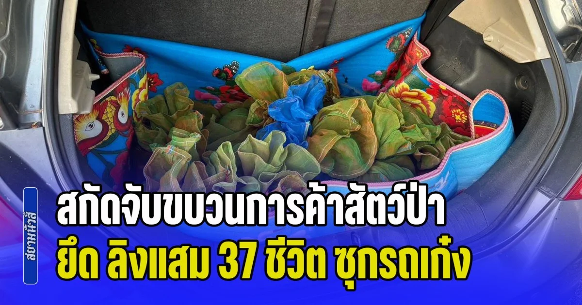 ปทส. สกัดจับขบวนการค้าสัตว์ป่า รวบคาสี่แยก ยึด ลิงแสม 37 ชีวิต ซุกรถเก๋งเตรียมส่งออก