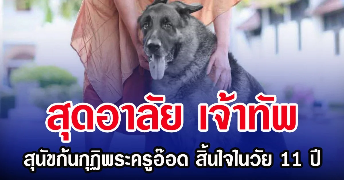 สุดอาลัย เจ้าทัพ สุนัขก้นกุฏิพระครูอ๊อด สิ้นใจสงบในวัย 11 ปี