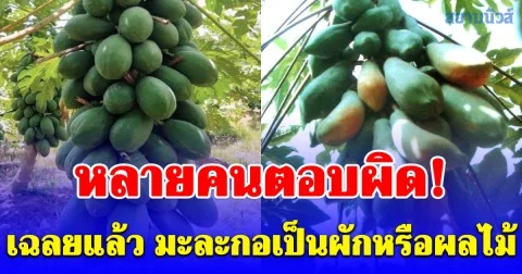 หลายคนตอบผิด! เฉลยแล้ว มะละกอเป็นผักหรือผลไม้