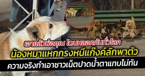 โดนหลอกกันทั่วโลก น้องหมาแหกกรงหนีแก๊งค์ลักพาตัว  เดินทางกว่า 17 กิโลเพื่อกลับบ้าน ความจริงทำเอาชาวเน็ตปาดน้ำตาแทบไม่ทัน