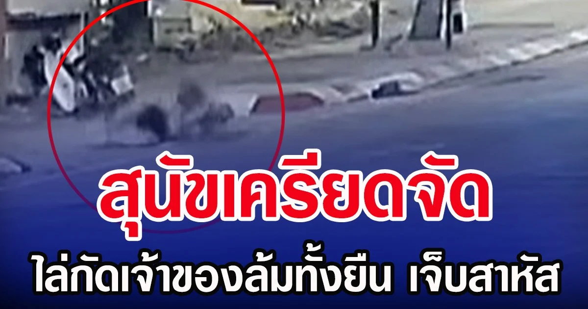 สุนัขเครียดจัด ไล่กัดเจ้าของล้มทั้งยืน เจ็บสาหัส