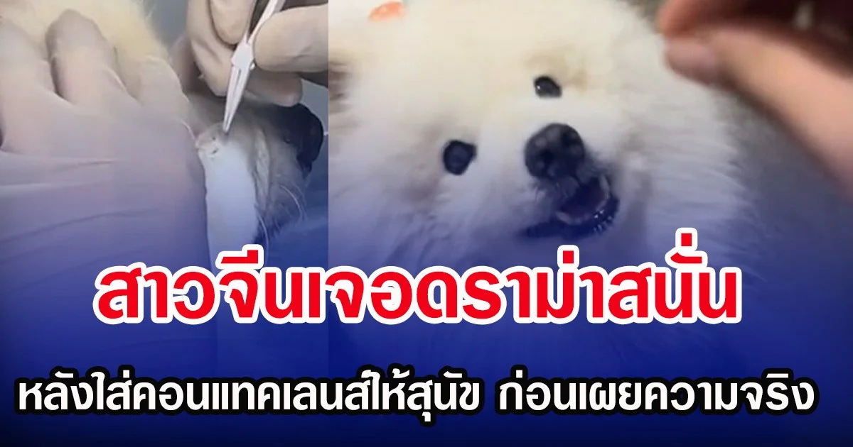 สาวจีนเจอดราม่าสนั่น หลังใส่คอนแทคเลนส์ให้สุนัข ก่อนเผยความจริง(ตปท.)