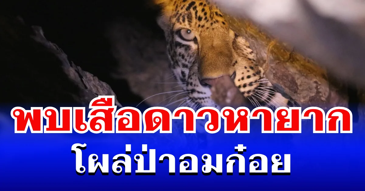 ฮือฮา! พบ เสือดาวหายาก โผล่ป่าอมก๋อย เจ้าหน้าที่เฝ้าระวังใกล้ชิด