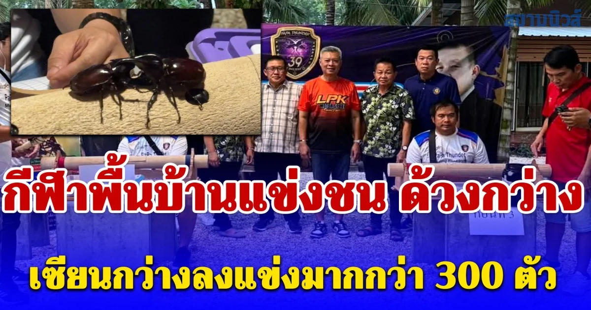 กีฬาพื้นบ้านแข่งชน “ด้วงกว่าง” เซียนกว่างลงแข่งมากกว่า 300 ตัว พันธุ์อินโดนีเซียสุมาตราราคาพุ่งหลักหมื่นกินหรู