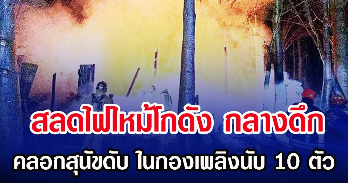 สลดไฟไหม้โกดัง กลางดึก คลอกสุนัขดับ ในกองเพลิงนับ 10 ตัว