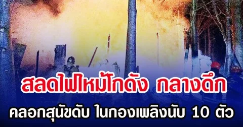 สลดไฟไหม้โกดัง กลางดึก คลอกสุนัขดับ ในกองเพลิงนับ 10 ตัว