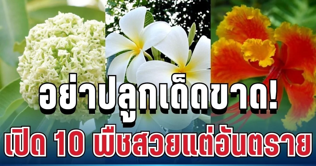 อย่าปลูกเด็ดขาด! เปิด 10 พืชสวยแต่อันตราย เสี่ยงถึงชีวิต หลายบ้านยังมีอยู่