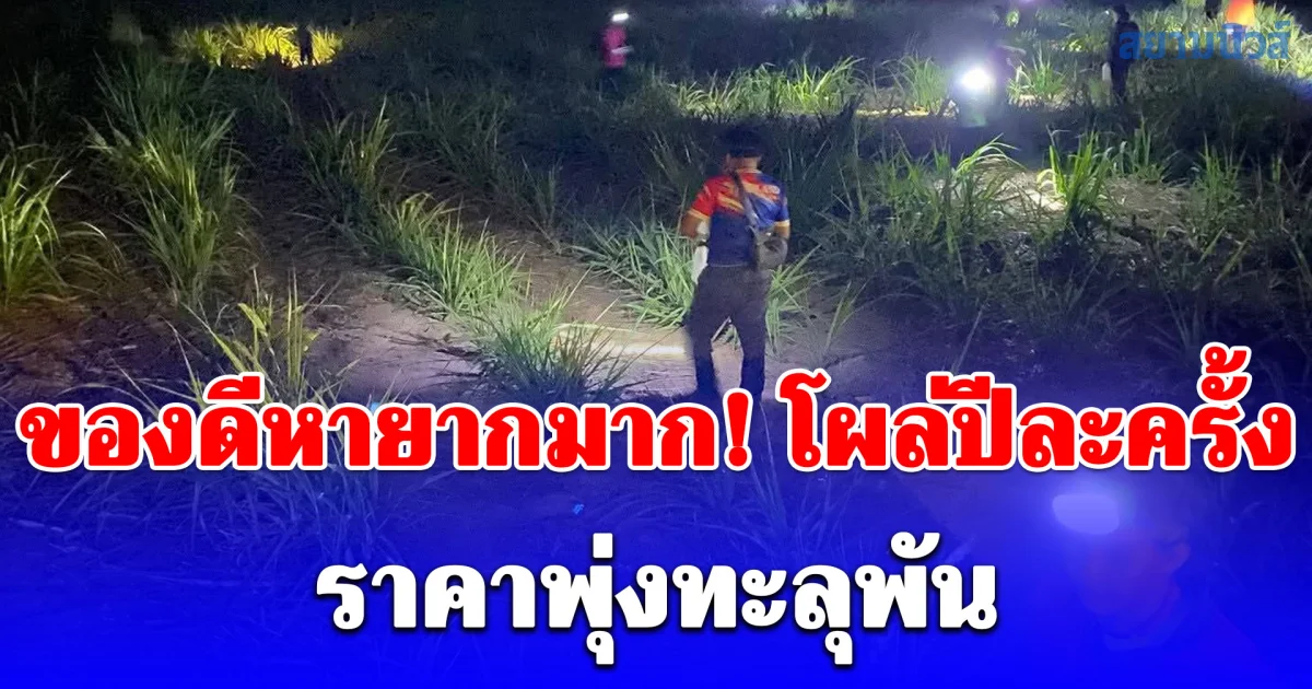 ของดีหายากมาก! โผล่ปีละครั้ง ราคาพุ่งทะลุพัน ชาวบ้านแห่เก็บแทบไม่ทัน