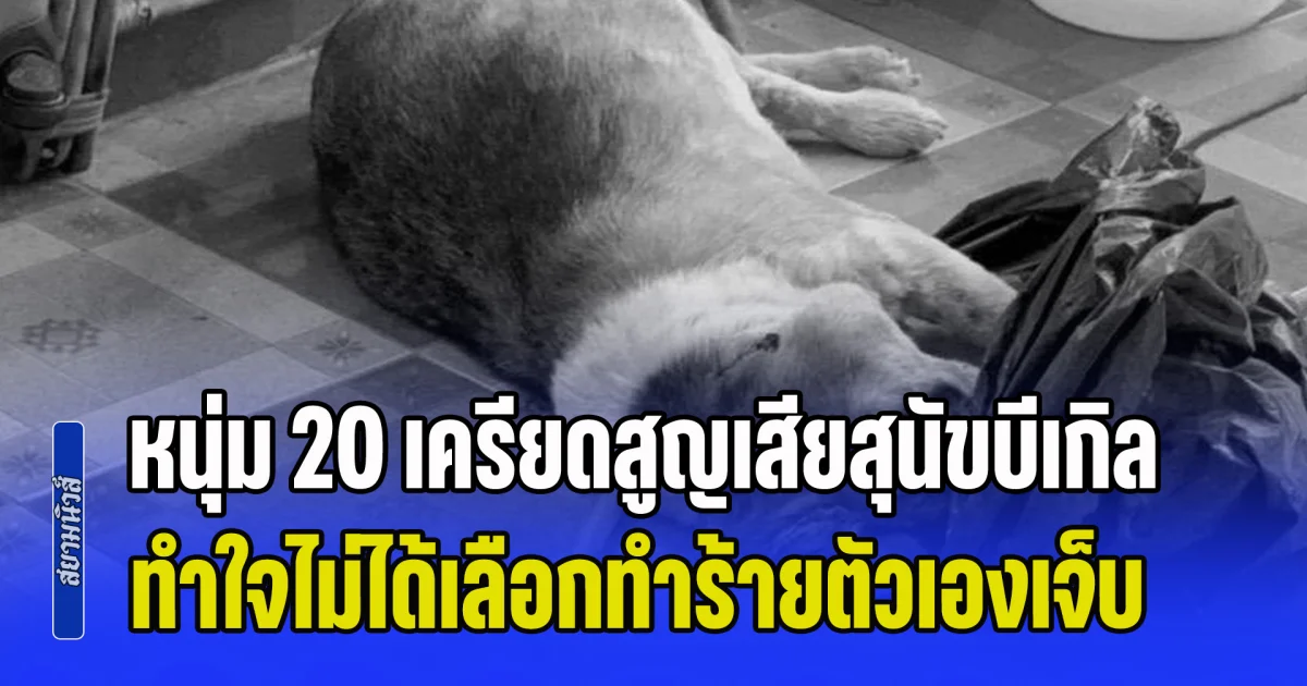 ใจสลายเกินจะรับไหว! หนุ่ม 20 เครียดสูญเสียสุนัขบีเกิลแสนรัก ทำใจไม่ได้เลือกทำร้ายตัวเองเจ็บ
