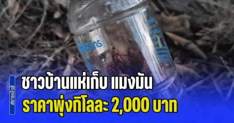 หนึ่งปีมีหนึ่งครั้ง! ชาวบ้านแห่เก็บ แมงมัน ราคาพุ่งกิโลละ 2,000 บาท เมนูเด็ดสร้างรายได้งาม