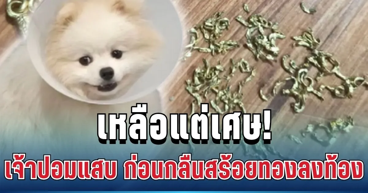 เหลือแต่เศษ! เจ้าของลมแทบจับ หลังเจ้าปอมแสบ เคี้ยวสร้อยทองคาปาก ก่อนกลืนลงท้องเต็มๆ