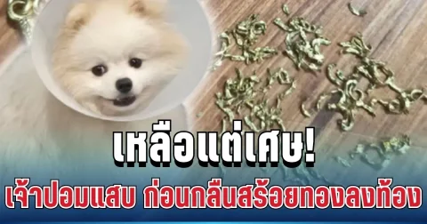 เหลือแต่เศษ! เจ้าของลมแทบจับ หลังเจ้าปอมแสบ เคี้ยวสร้อยทองคาปาก ก่อนกลืนลงท้องเต็มๆ